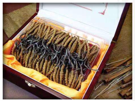 华池冬虫夏草回收